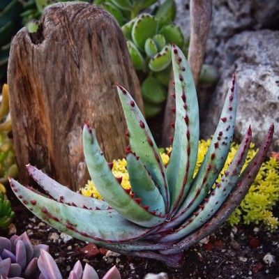 Aloe conifera Twirl - Leaderplant