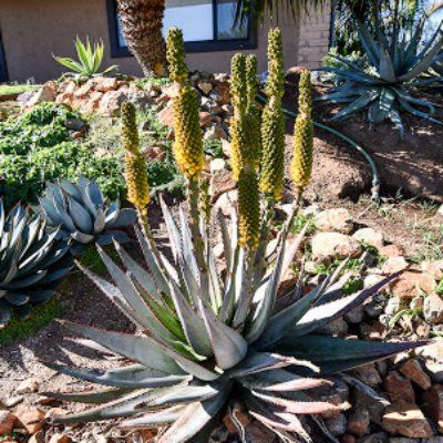 Aloe conifera Twirl - Leaderplant