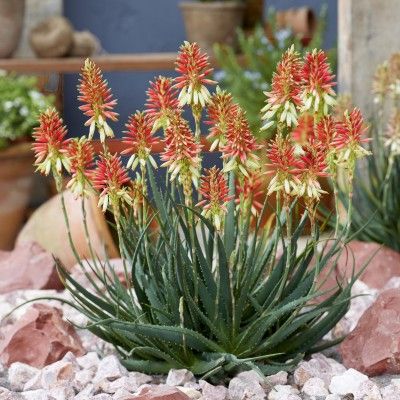 Aloe Safari Sunrise ® - Leaderplant