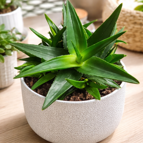 Aloe Arbustif striatula en mini-motte  - Leaderplant