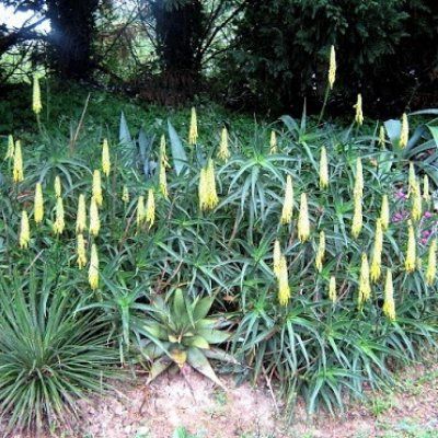 Aloé Arbustif Striatula - Leaderplant