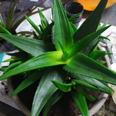 Aloé Arbustif Striatula - Leaderplant