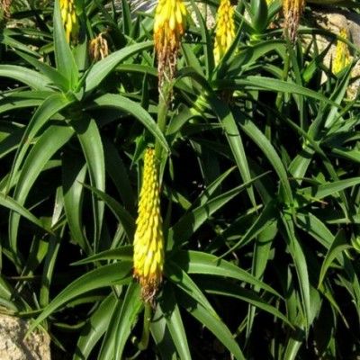 Aloé Arbustif Striatula - Leaderplant