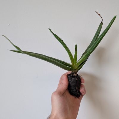 Aloe Vera (Barbadensis Miller) en  mini-motte - Leaderplant