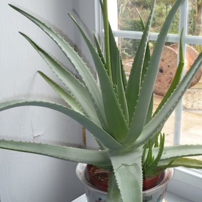 Aloe Vera (Barbadensis Miller) - Vente en ligne de plants de Aloe