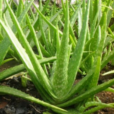Aloe Vera (Barbadensis Miller) - Leaderplant
