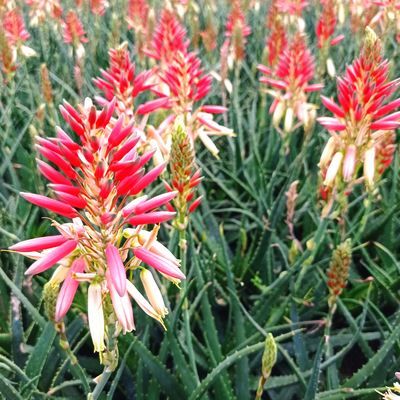 Aloe Safari Sunrise ® - Leaderplant