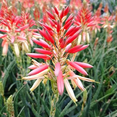 Aloe Safari Sunrise ® - Leaderplant