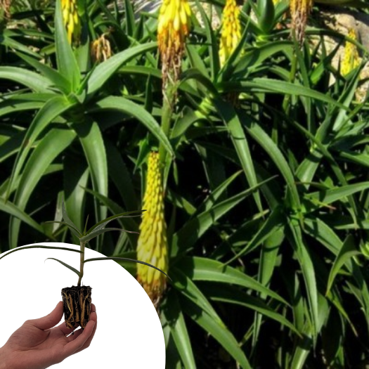 Aloe Arbustif striatula en mini-motte  - Leaderplant