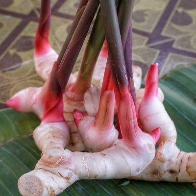 Grand galanga - Gingembre rouge - Leaderplant