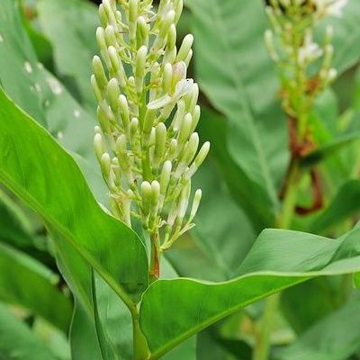 Grand galanga - Gingembre rouge - Leaderplant