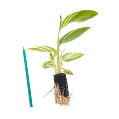 Gingembre à feuillage panaché en mini-motte - Leaderplant
