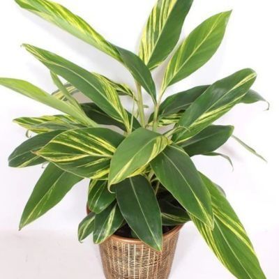 Gingembre à feuillage panaché en mini-motte - Leaderplant