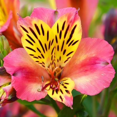 Alstroemère Cahors - Leaderplant