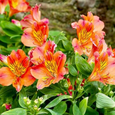 Alstroemère Callisto - Leaderplant