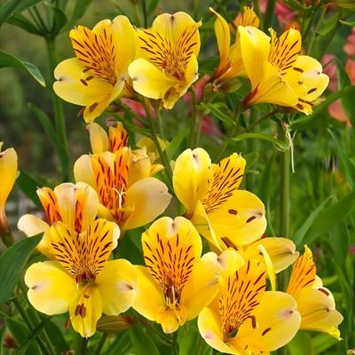 Alstroemère Jupiter - Leaderplant