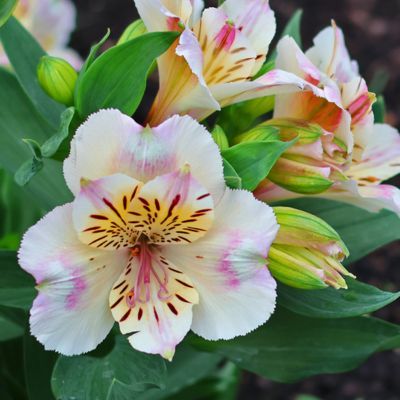 Alstroemère Venus - Leaderplant