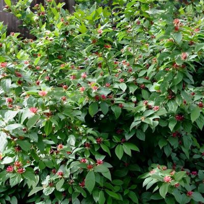 Calycanthus - Arbre aux anémones Michael Lindsay  - Leaderplant