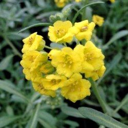 Corbeille d'Or - Leaderplant