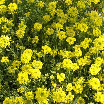 Corbeille d'Or - Leaderplant