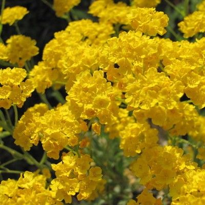 Corbeille d'Or - Leaderplant