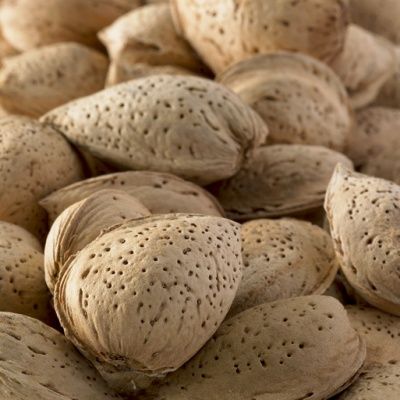 Amandier Lauranne - Leaderplant