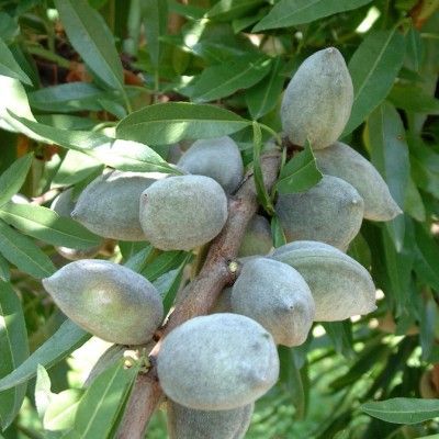 Amandier Lauranne - Leaderplant