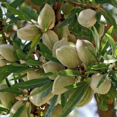 Amandier nain Nut Me Avijor Fruit Me ® - Leaderplant