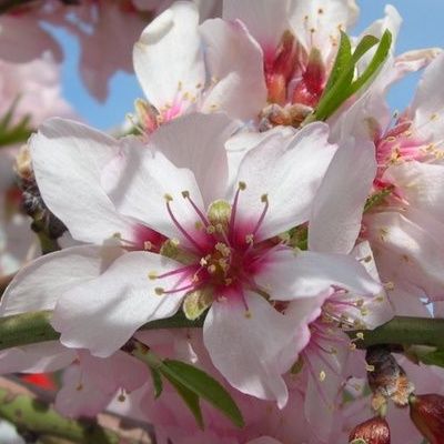 Amandier nain Nut Me Avijor Fruit Me ® - Leaderplant