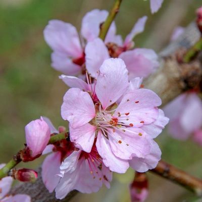 Amandier Robijn - Leaderplant