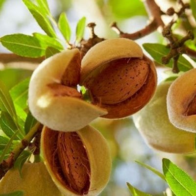 Amandier Robijn - Leaderplant