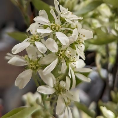 Amélanchier à fruits haut rendement Saskablue ®  - Leaderplant