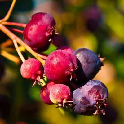 Amélanchier à fruits haut rendement Saskablue ®  - Leaderplant