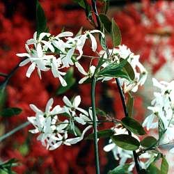 Amélanchier - Leaderplant