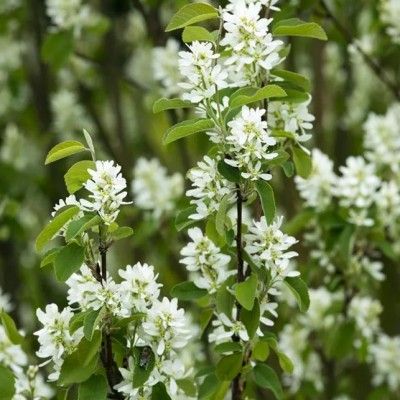 Amélanchier des Bois - Leaderplant