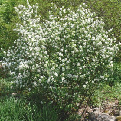 Amélanchier des Bois - Leaderplant