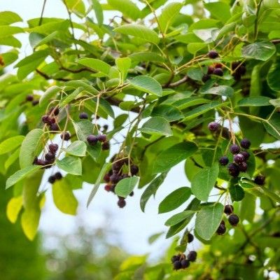 Amélanchier des Bois - Leaderplant