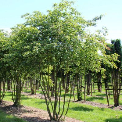 Amélanchier de lamarck - Leaderplant