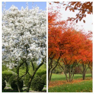 Amélanchier de lamarck - Leaderplant