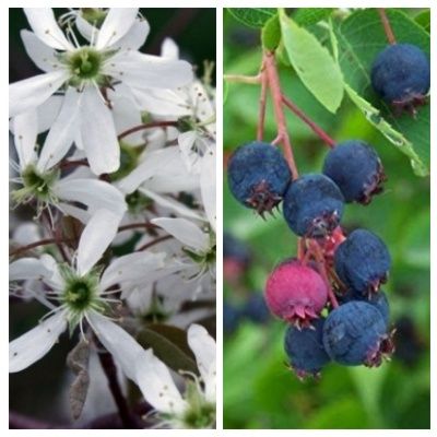 Amélanchier de lamarck - Leaderplant