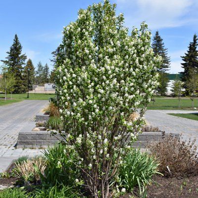 Amélanchier Obelisk - Leaderplant
