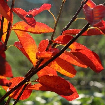 Amélanchier à gros fruits - Leaderplant