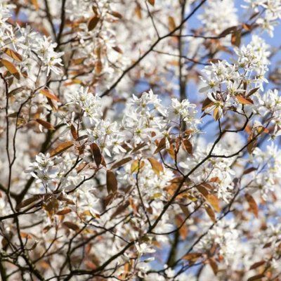 Amélanchier à gros fruits - Leaderplant