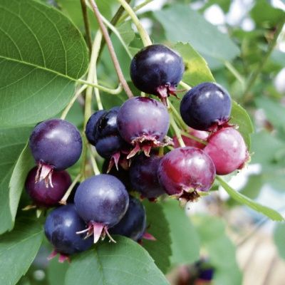 Amélanchier à gros fruits - Leaderplant
