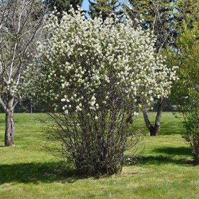 Amélanchier Smokey - Amelanchier à feuilles d'aulne Smokey - Leaderplant