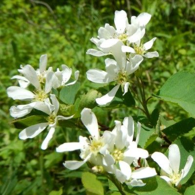 Amélanchier Smokey - Amelanchier à feuilles d'aulne Smokey - Leaderplant