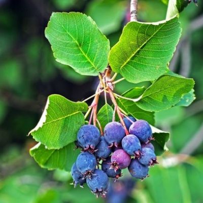 Amélanchier Smokey - Amelanchier à feuilles d'aulne Smokey - Leaderplant