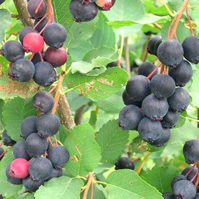 Amélanchier précoce Thiessen à feuilles d'aulne - Leaderplant