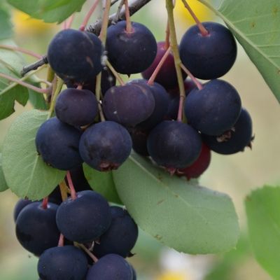 Amélanchier précoce Thiessen à feuilles d'aulne - Leaderplant