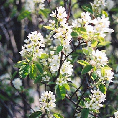 Amélanchier précoce Thiessen à feuilles d'aulne - Leaderplant